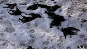 Dead birds lying in the snow in the city of Constanta, in eastern Romania, 9 January 2011