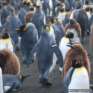 Penguins - some banded