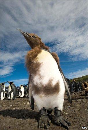 King Penguin