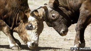 Traditional bull fight in Artvin, northeast Turkey