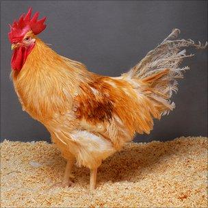 GM chicken (Science)