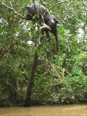 Dead elephant in a tree (photo: Kanchana Kumara Ariyadasa)