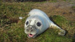 seal pup