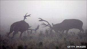 Rutting red deer