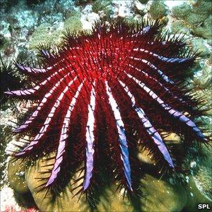 Crown-of-thorns starfish