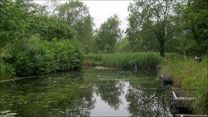 Bay Pond at Dobb's Field