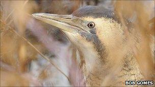 Bittern