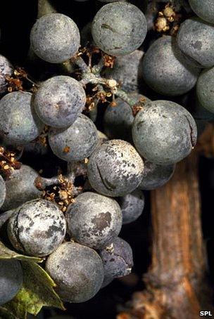 Grapes with mildew