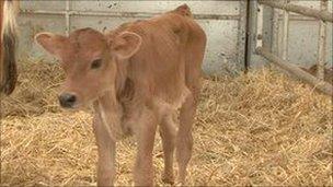 Jersey calf