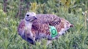 A female great bustard on Salisbury Plain, Wiltshire