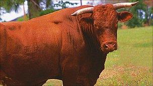 Generic picture of bull