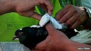 Close up of pigeon as policeman tries to take the package off of his back