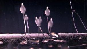 Fruiting bodies of D. discoideum amoeba (O Gilbert)