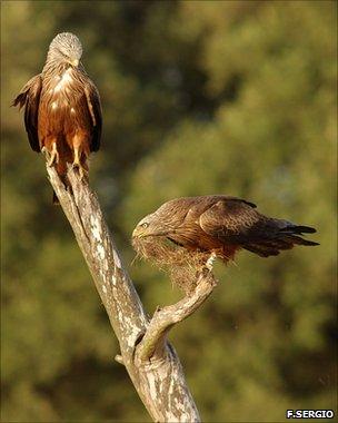 Black kites (F.Sergio)