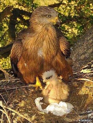 Black kite and chick (F.Sergio)