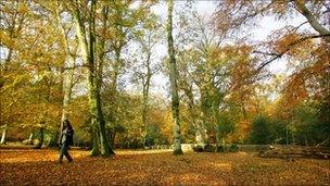 Knightwood Oak in the New Forest, Hampshire