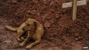 Dog at a cemetery in Teresopolis