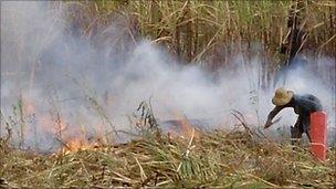 Cane cutter - photo by Amnesty International