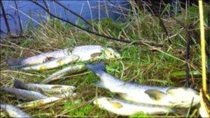 dead fish in six mile water river