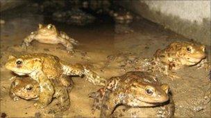 A toad tunnel