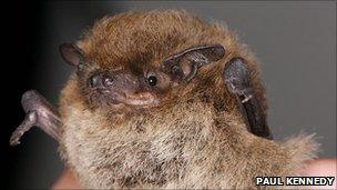 Nathusius pipistrelle