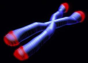 Chromosome with telomeres at tips