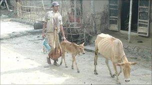 Man walking through village with a cow and a calf - photo: James Melik