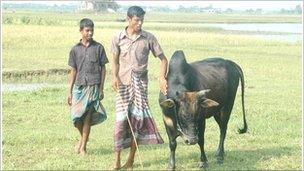Two people in a field with a cow - photo James Melik