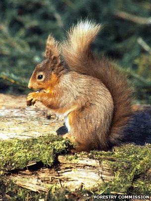 Red squirrel