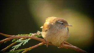 Wren