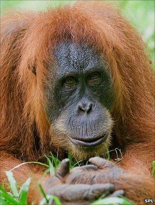 Orangutan