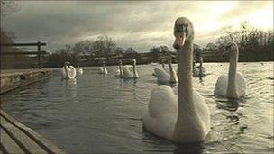 Swans at Hammond Pond