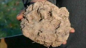 Possible big cat paw print