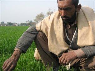 Ghulam Mustafa in his wheat field