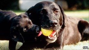 Black Labrador