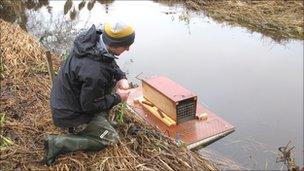 Volunteer checking mink raft