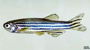 zebrafish