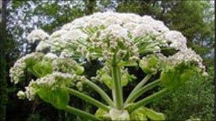 Giant hogweed plant