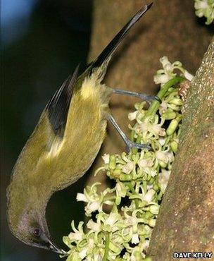 A bellbird