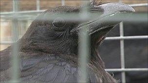 Crow in cage