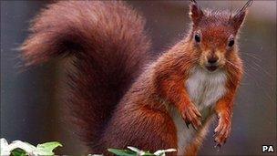 Red Squirrel