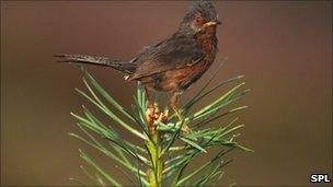 A Dartford warbler