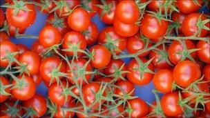 tomatoes