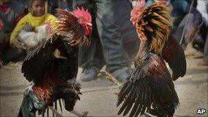 People watch a cockfight in Jagiroad, India (file image)