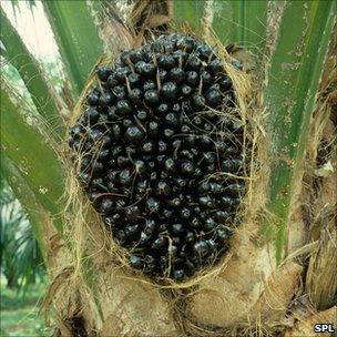 Palm oil fruit