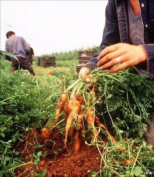 Organic carrots being picked in a field (Image: PA)