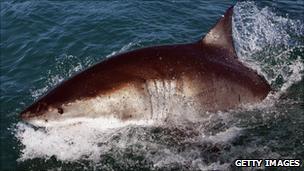 A great white shark off the coast of South Africa