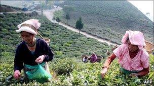 Indian Darjeeling tea labourers