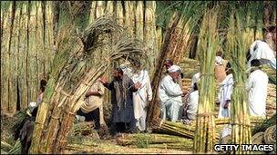 Traders sell sugar cane