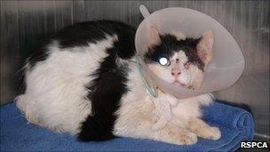 The injured cat